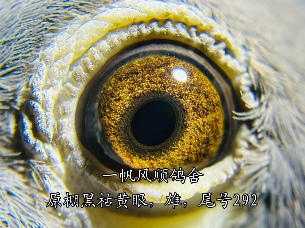 黃化黑眼與紅眼哪個(gè)好