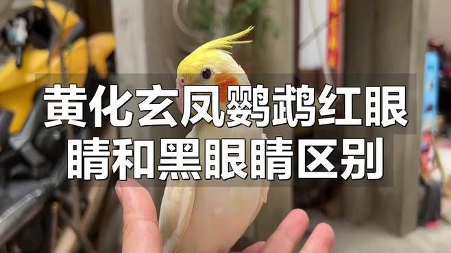 黃化黑眼與紅眼哪個(gè)好