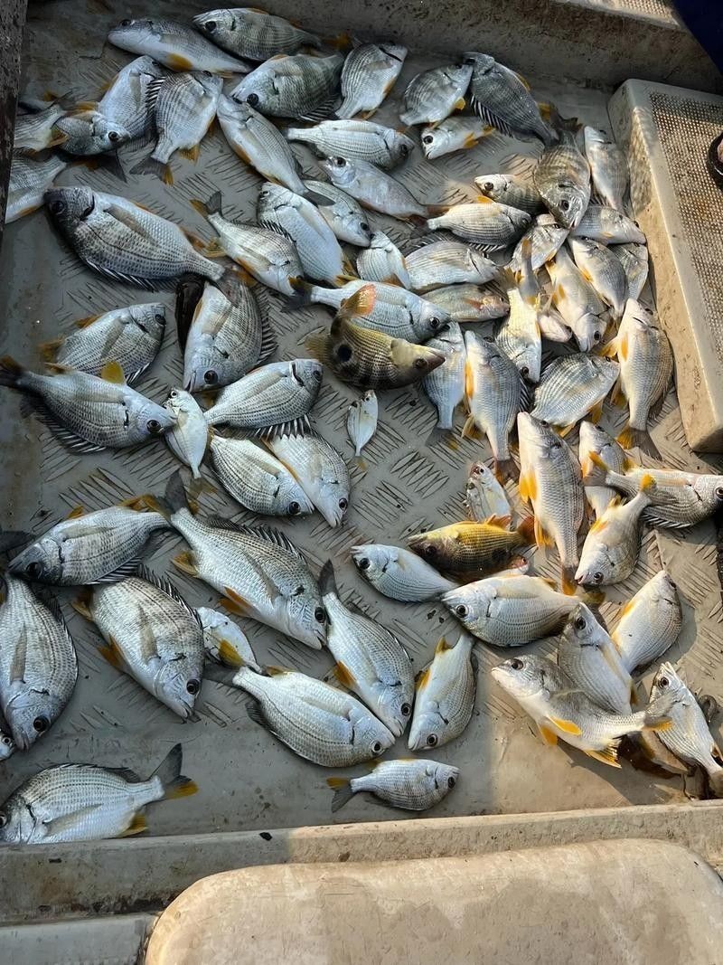 汕尾魚(yú)類(lèi)圖片（汕尾十一種常見(jiàn)魚(yú)類(lèi)大揭秘哪種最鮮美全民小視頻）