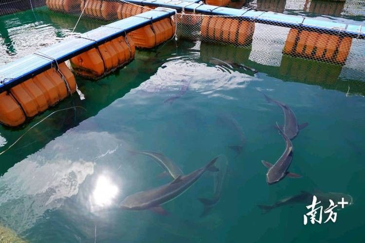 汕尾魚(yú)類(lèi)圖片（汕尾十一種常見(jiàn)魚(yú)類(lèi)大揭秘哪種最鮮美全民小視頻）