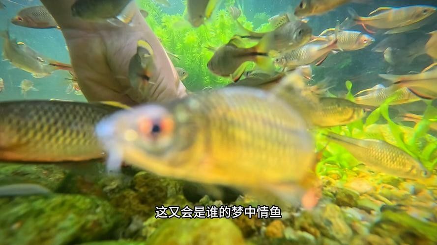 汕尾魚(yú)類(lèi)圖片（汕尾十一種常見(jiàn)魚(yú)類(lèi)大揭秘哪種最鮮美全民小視頻）
