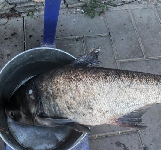 汕尾魚(yú)類(lèi)圖片（汕尾十一種常見(jiàn)魚(yú)類(lèi)大揭秘哪種最鮮美全民小視頻）