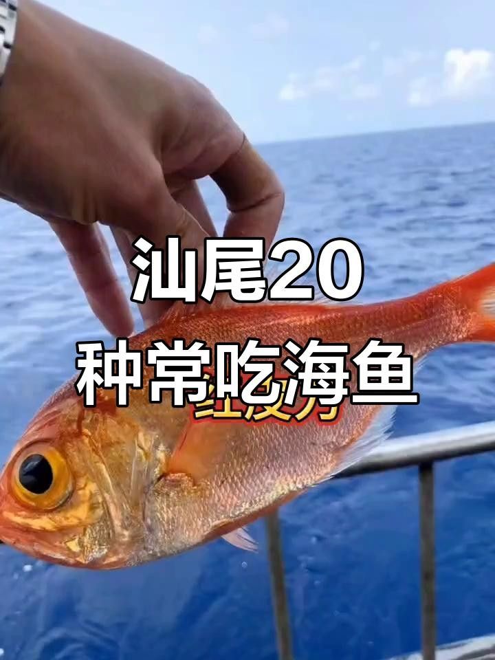 汕尾魚(yú)類(lèi)圖片（汕尾十一種常見(jiàn)魚(yú)類(lèi)大揭秘哪種最鮮美全民小視頻）