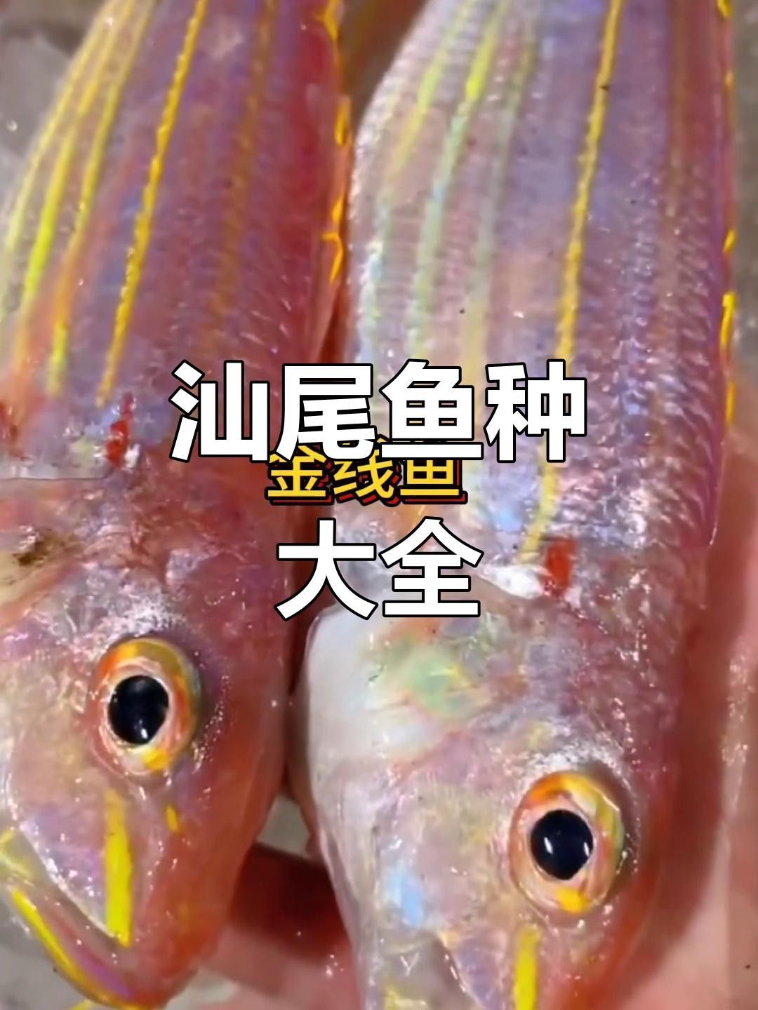 汕尾魚(yú)類(lèi)圖片（汕尾十一種常見(jiàn)魚(yú)類(lèi)大揭秘哪種最鮮美全民小視頻）