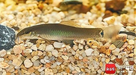 海南十大淡水魚（海南十大淡水魚vivian小灶海南淡水魚一覽表劇癮不管飯）