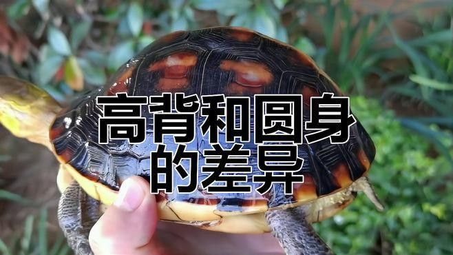 如何區分高背和B過？（如何區分高背和b過）