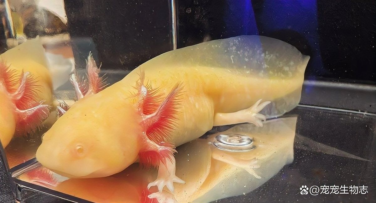 恐龍魚白點病會自愈嗎？（恐龍魚得了白點病怎么辦） 恐龍魚白點病會自愈嗎？（恐龍魚得了白點病怎么辦） 龍魚百科 第11張