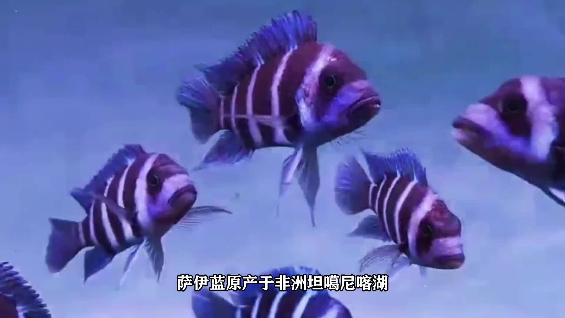 薩伊藍魚是什么檔次（水財神隆迪六間伊巴卡薩伊蘭三湖慈鯛坦鯛坦鯛觀賞魚活體淡水魚）