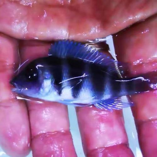 薩伊藍魚是什么檔次（水財神隆迪六間伊巴卡薩伊蘭三湖慈鯛坦鯛坦鯛觀賞魚活體淡水魚）
