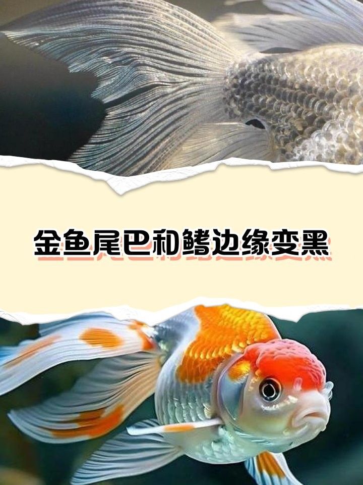 金龍魚尾巴顏色變淺能恢復嗎？（金龍魚尾巴顏色變淺能否恢復）