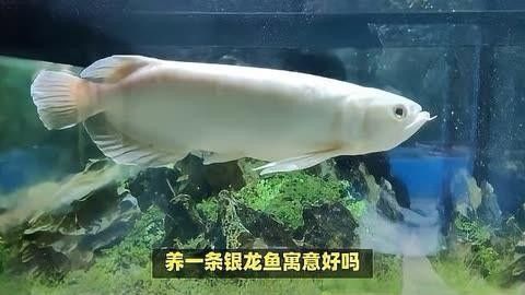 七彩銀龍是吉還是兇（“七彩銀龍是吉還是兇”探究了七彩銀龍這一象征性生物在不同文化和信仰體系中的含義）