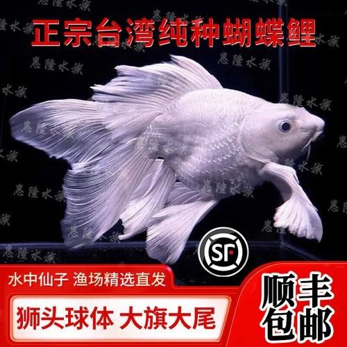 蝴蝶鯉魚品牌介紹