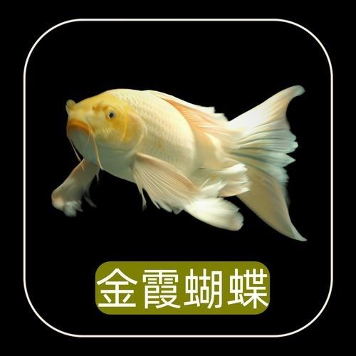 蝴蝶鯉魚品牌介紹