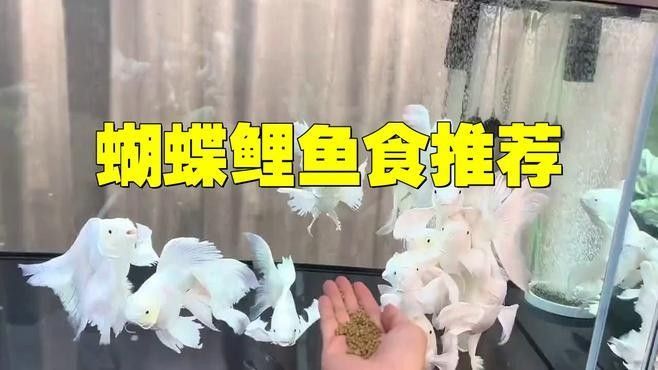 蝴蝶鯉魚品牌介紹