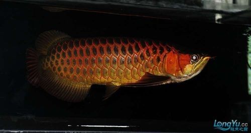 龍騰四海魚場的口碑如何？