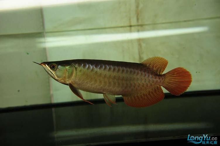 龍騰四海魚場的口碑如何？
