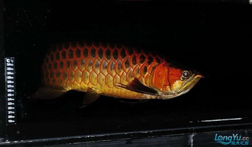 龍騰四海魚場的口碑如何？