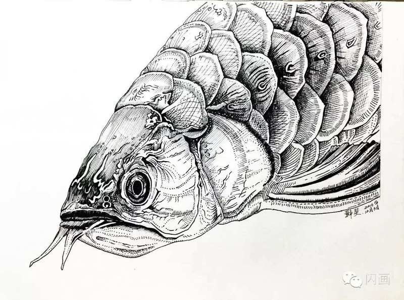 新化金龍魚最簡單畫法（新化金龍魚的畫法）
