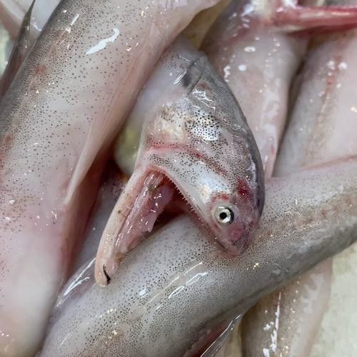 龍頭魚是哪里的特產
