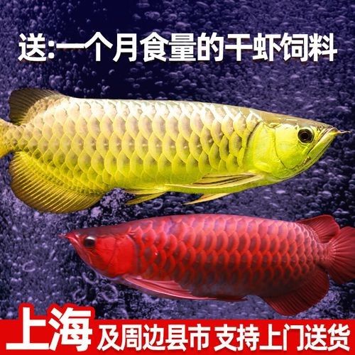 戰車紅龍魚價格