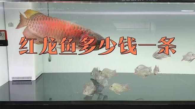 戰車紅龍魚價格