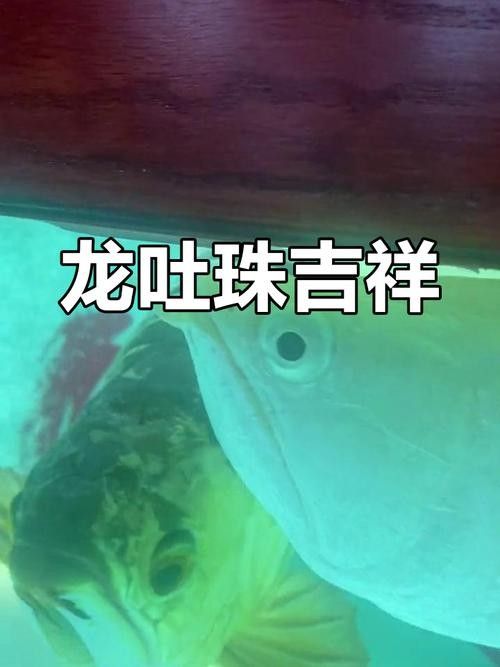龍魚嘴角有白色肉芽圖片 龍魚嘴角有白色肉芽圖片 觀賞魚百科 第11張