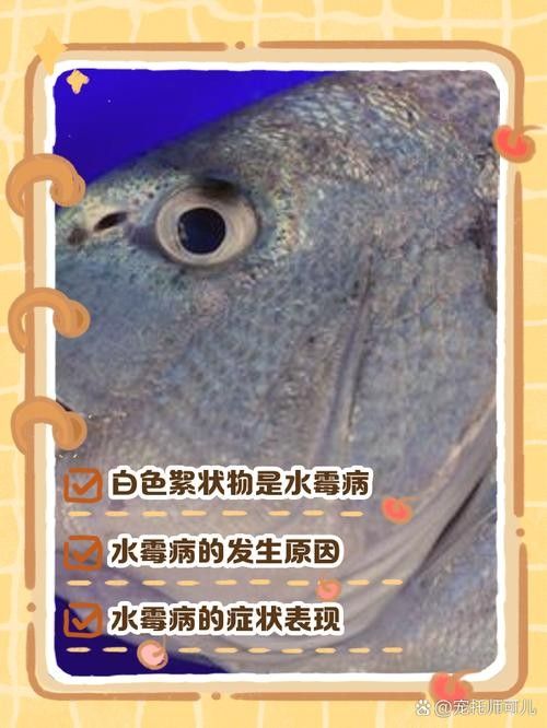 龍魚嘴角有白色肉芽圖片 龍魚嘴角有白色肉芽圖片 觀賞魚百科 第13張