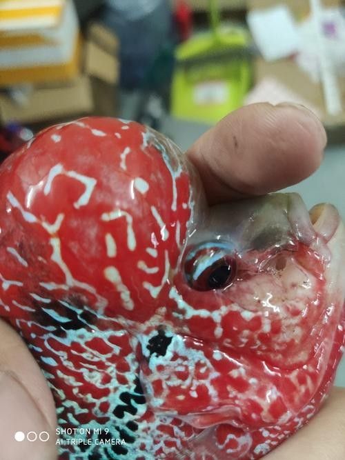 龍魚嘴角有白色肉芽圖片 龍魚嘴角有白色肉芽圖片 觀賞魚百科 第20張