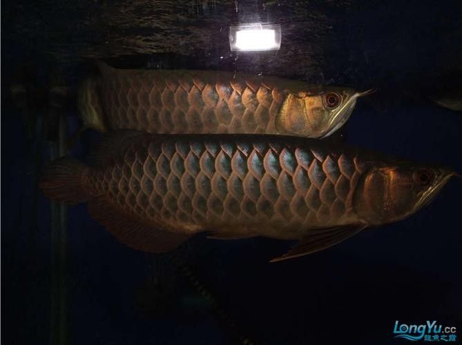 黑底缸養(yǎng)金龍魚需要注意什么
