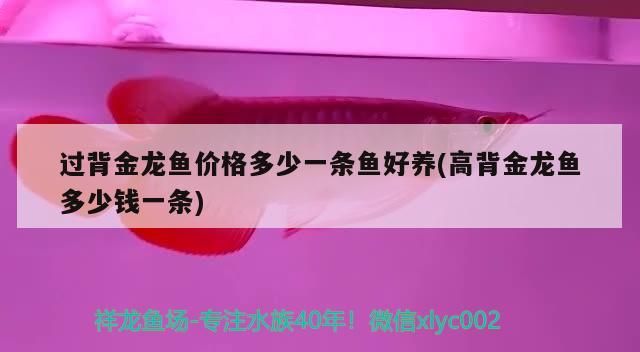 過背金龍魚價格多少一條魚好養(高背金龍魚多少錢一條)