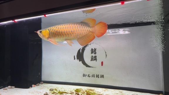 能推薦一些高清紅龍魚視頻嗎