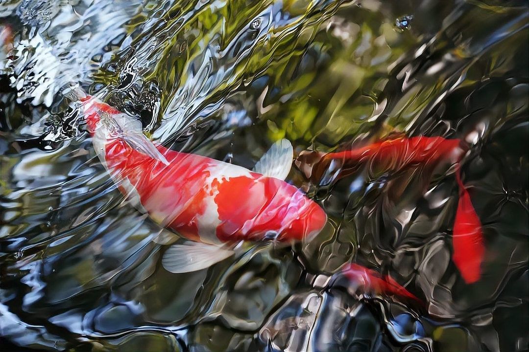 金龍魚有哪些獨特的記憶能力
