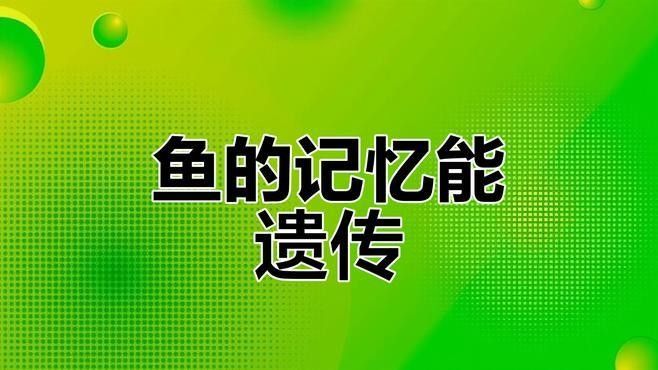 金龍魚有哪些獨特的記憶能力