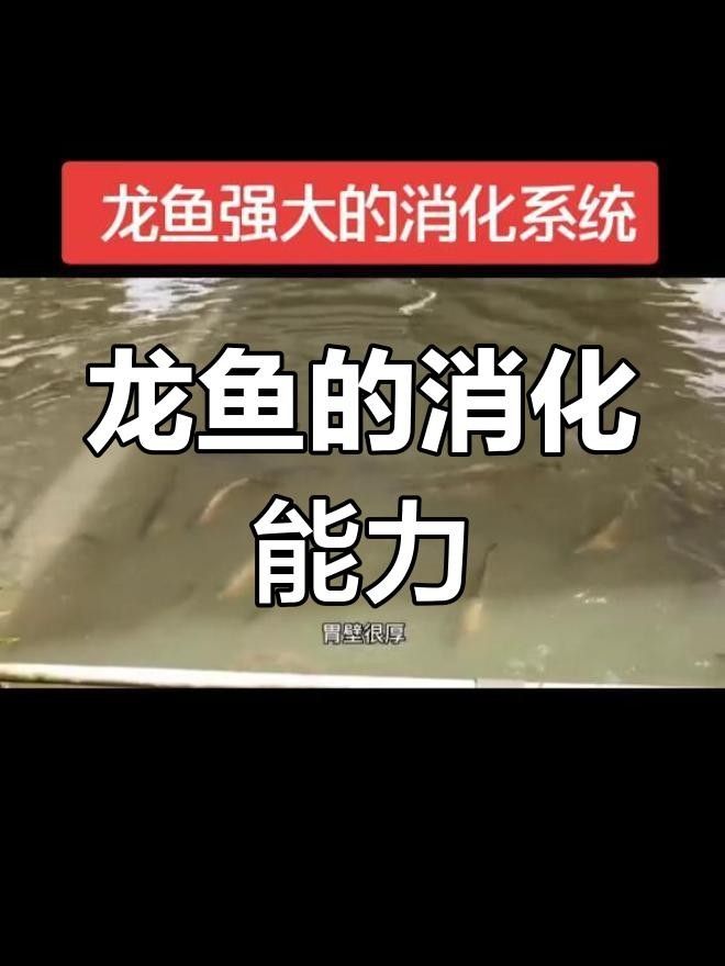<strong><mark>青羊</mark></strong>龍魚為何要少吃