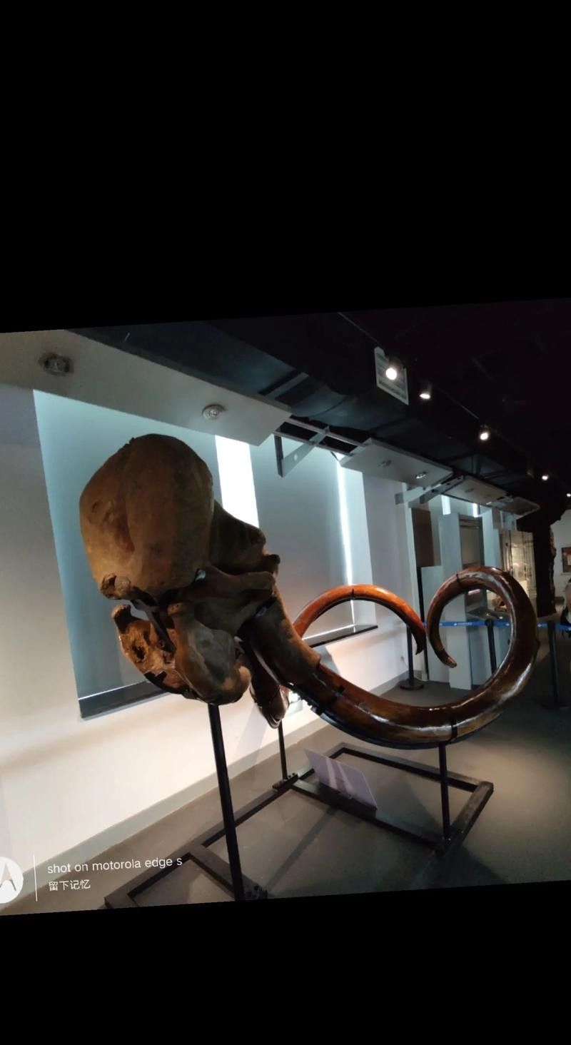推薦一些高清的龍魚化石圖片資源