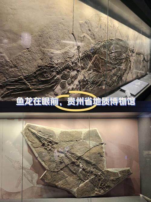 推薦一些高清的龍魚化石圖片資源