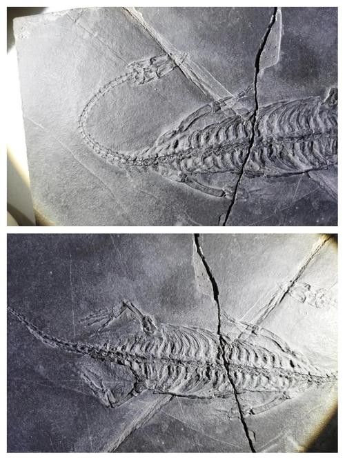 推薦一些高清的龍魚化石圖片資源