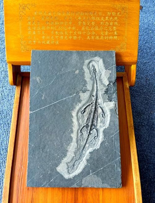 推薦一些高清的龍魚化石圖片資源