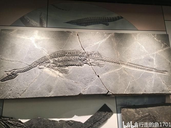 推薦一些高清的龍魚化石圖片資源