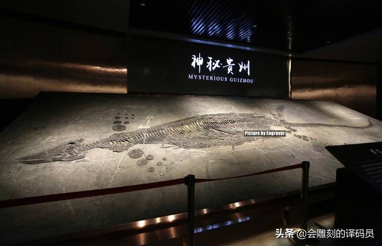推薦一些高清的龍魚化石圖片資源
