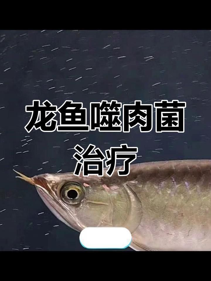 龍魚病菌圖片大全