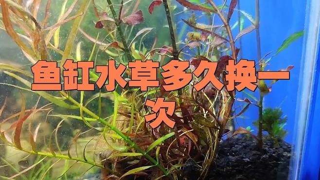 龍魚(yú)缸水草多久需要換一次