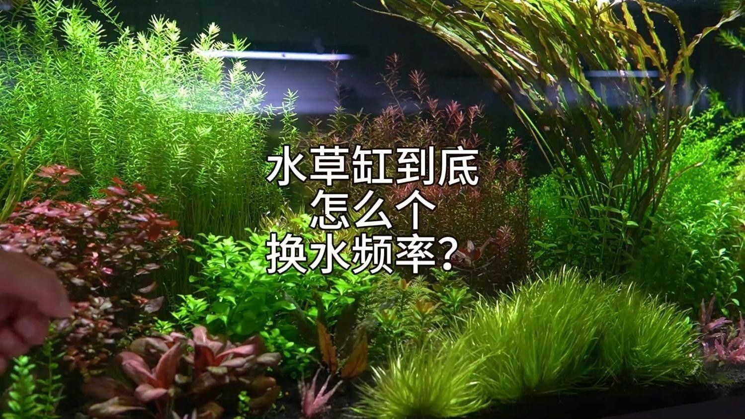 龍魚(yú)缸水草多久需要換一次