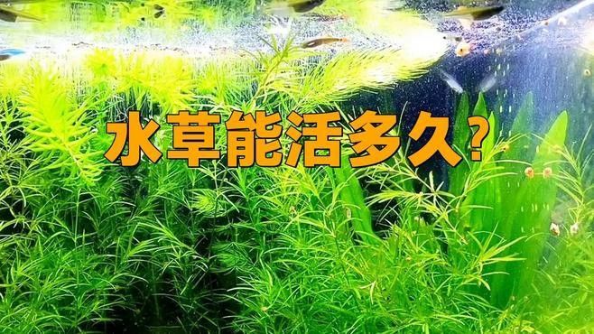 龍魚(yú)缸水草多久需要換一次