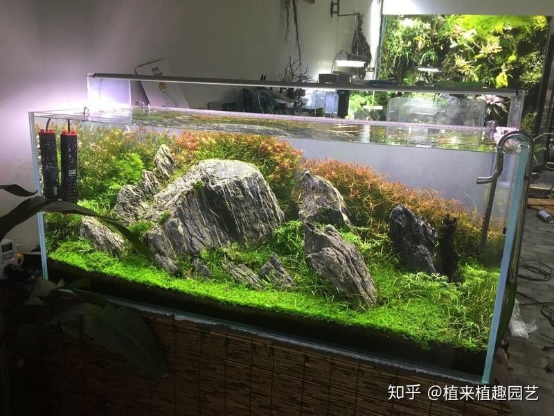 龍魚(yú)缸水草多久需要換一次