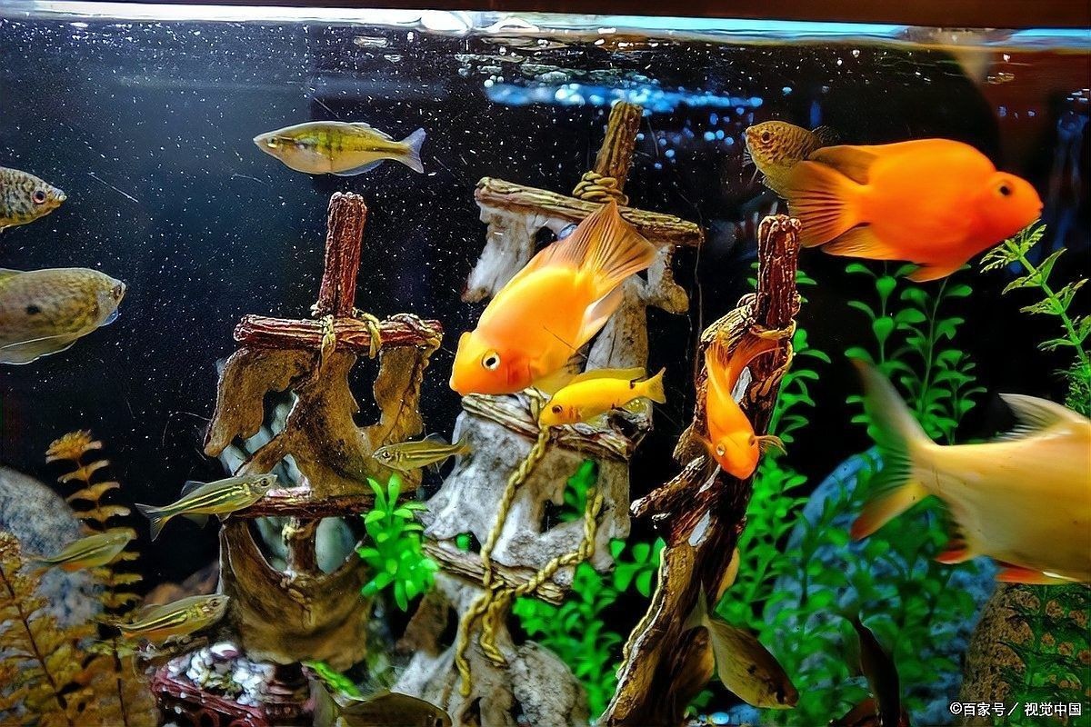 龍魚(yú)缸水草多久需要換一次