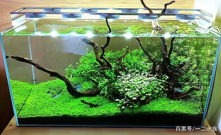 龍魚(yú)缸水草多久需要換一次