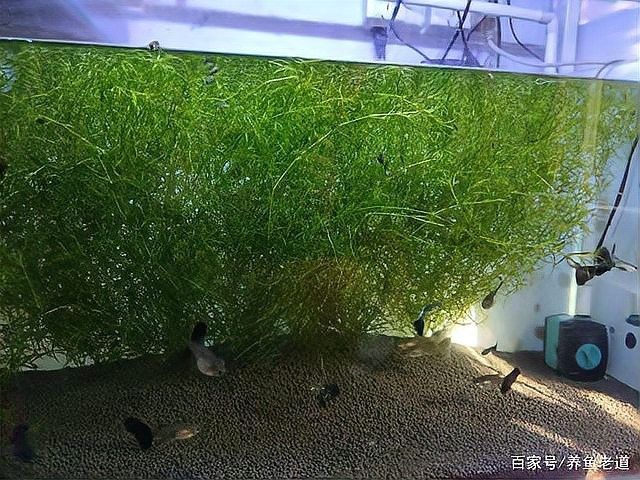 龍魚(yú)缸水草多久需要換一次
