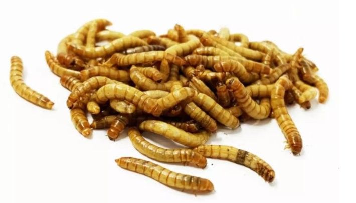 銀龍魚養殖需要多大的魚缸，《龍魚》各版本插圖對比表