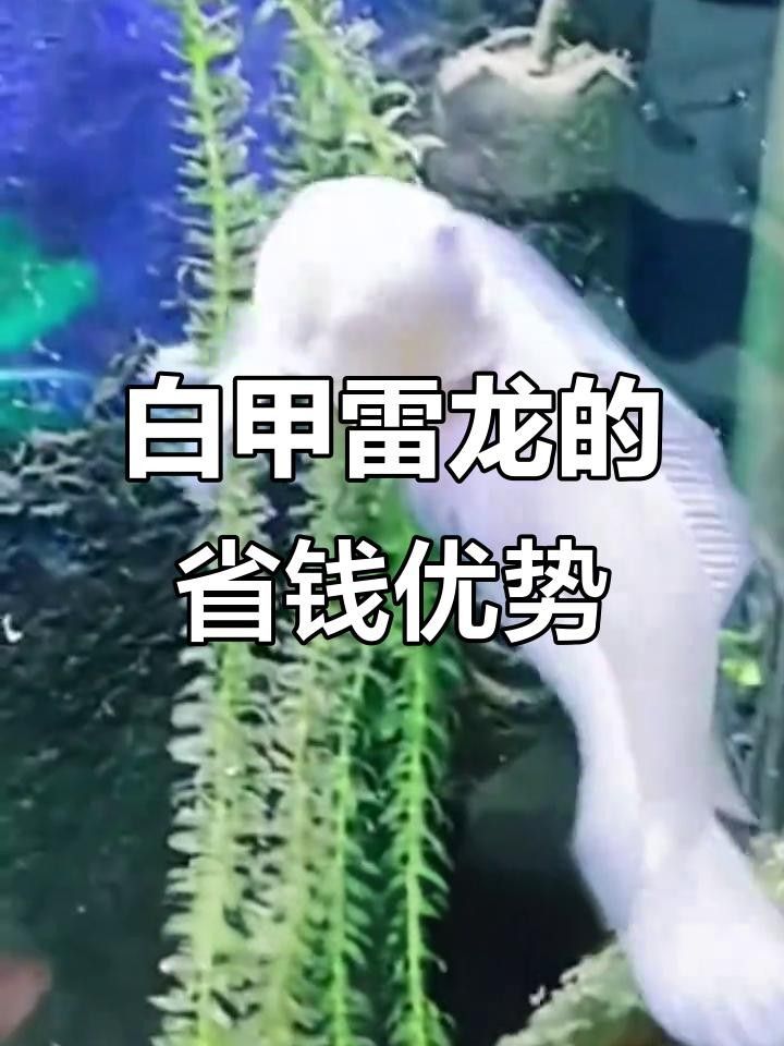哪種雷龍魚不用加溫（冷水雷龍魚需要加溫嗎）